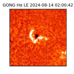gong - 2024-08-14T02:00:42