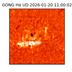 gong - 2026-01-20T11:00:02