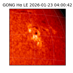 gong - 2026-01-23T04:00:42