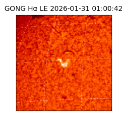 gong - 2026-01-31T01:00:42