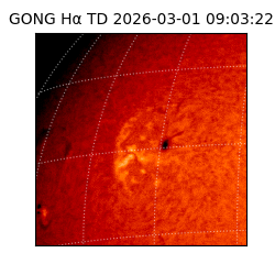 gong - 2026-03-01T09:03:22